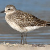 Black-bellied Plover